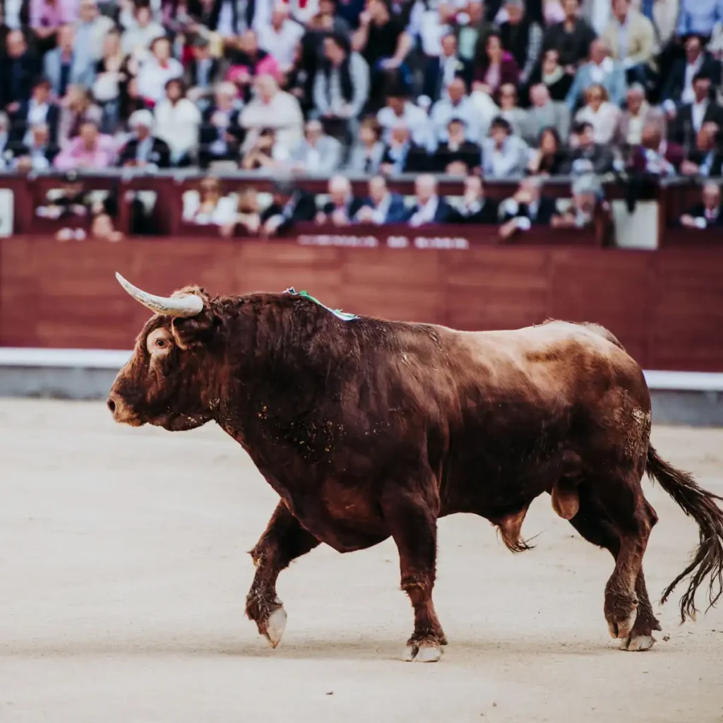 7. San Fermin (Boğa Koşusu), İspanya